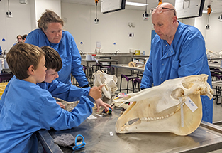 two young scouts looking at animal skull